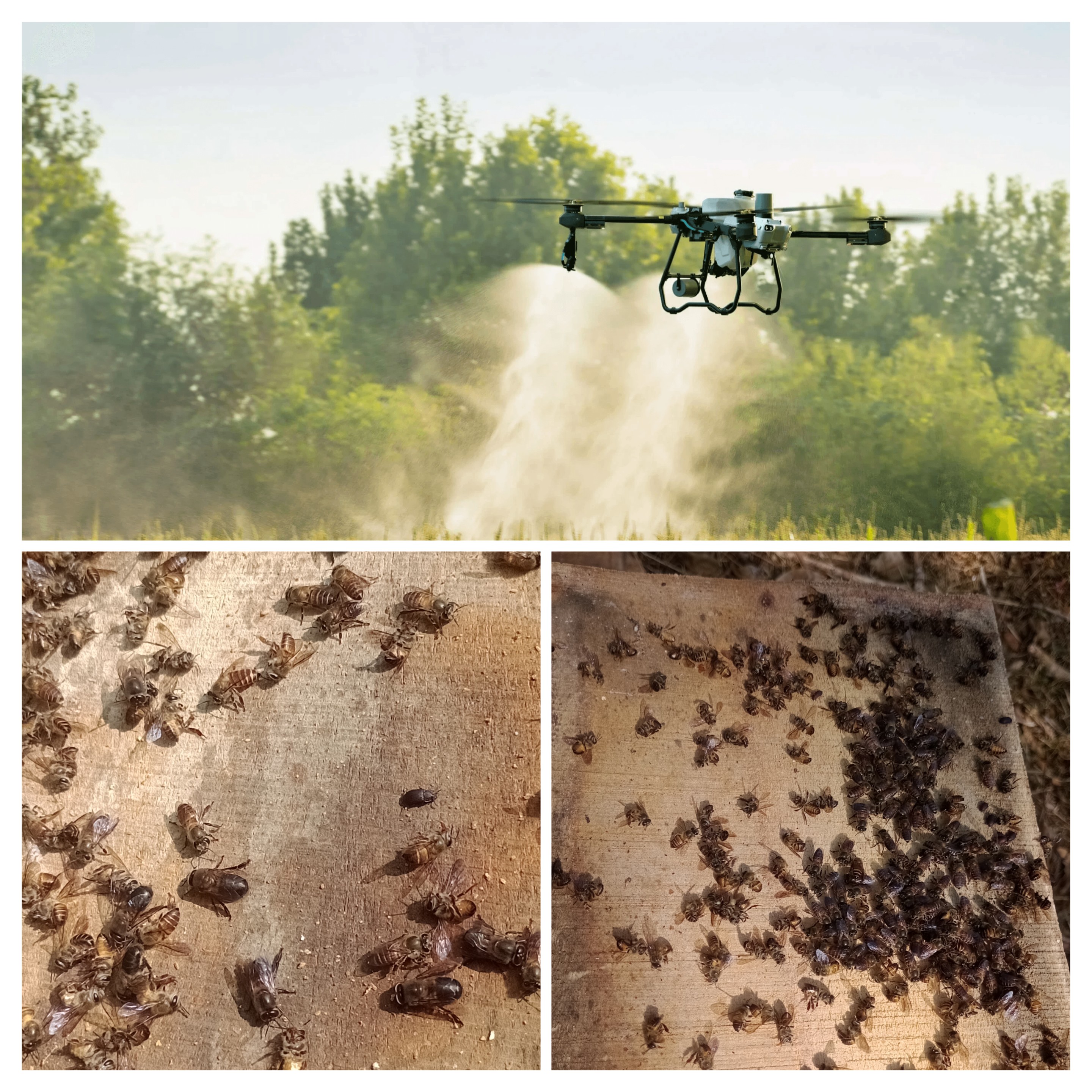 Present beekeepers situation