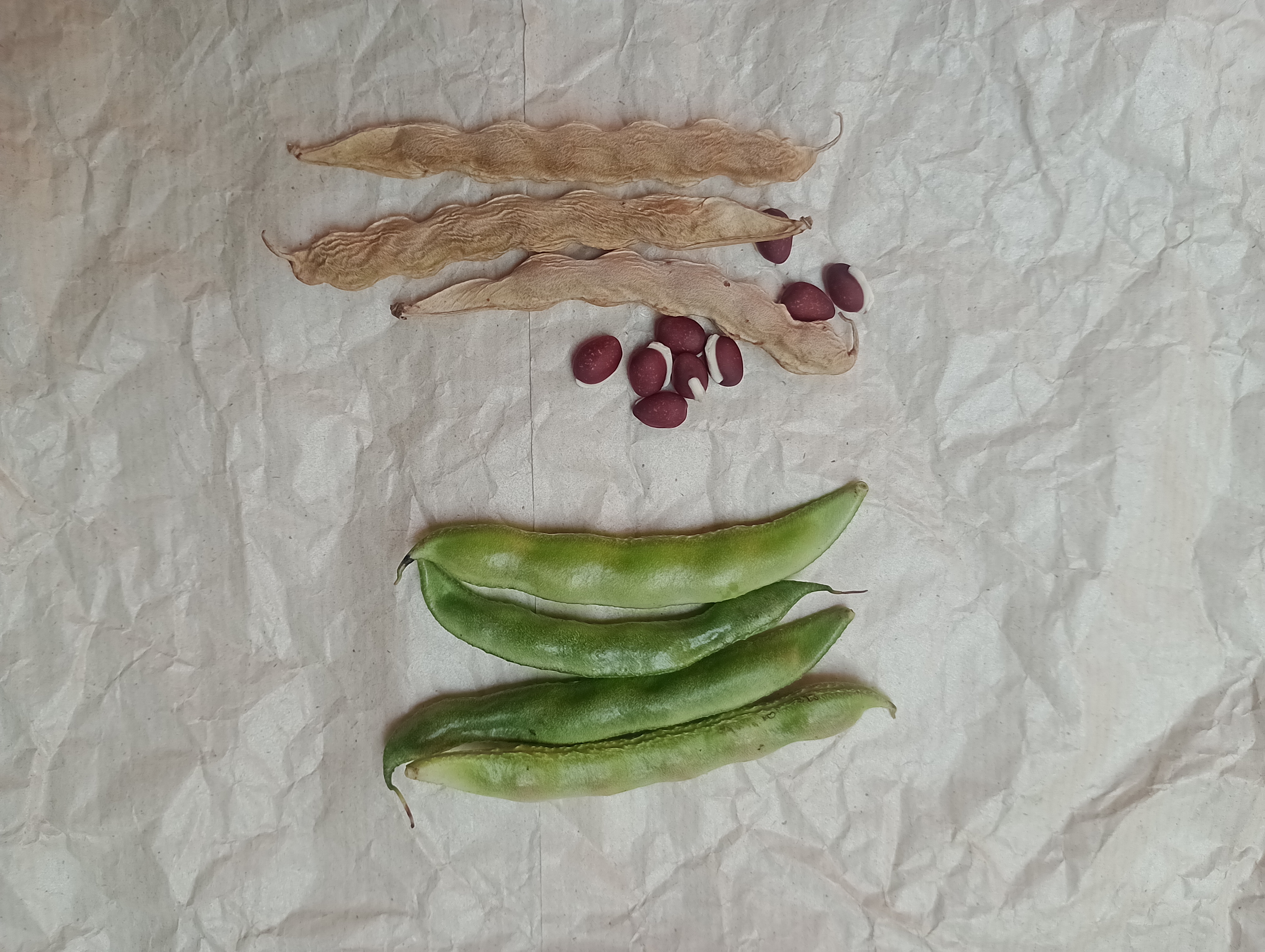 Hyacinth Beans (pack of 20 seeds)