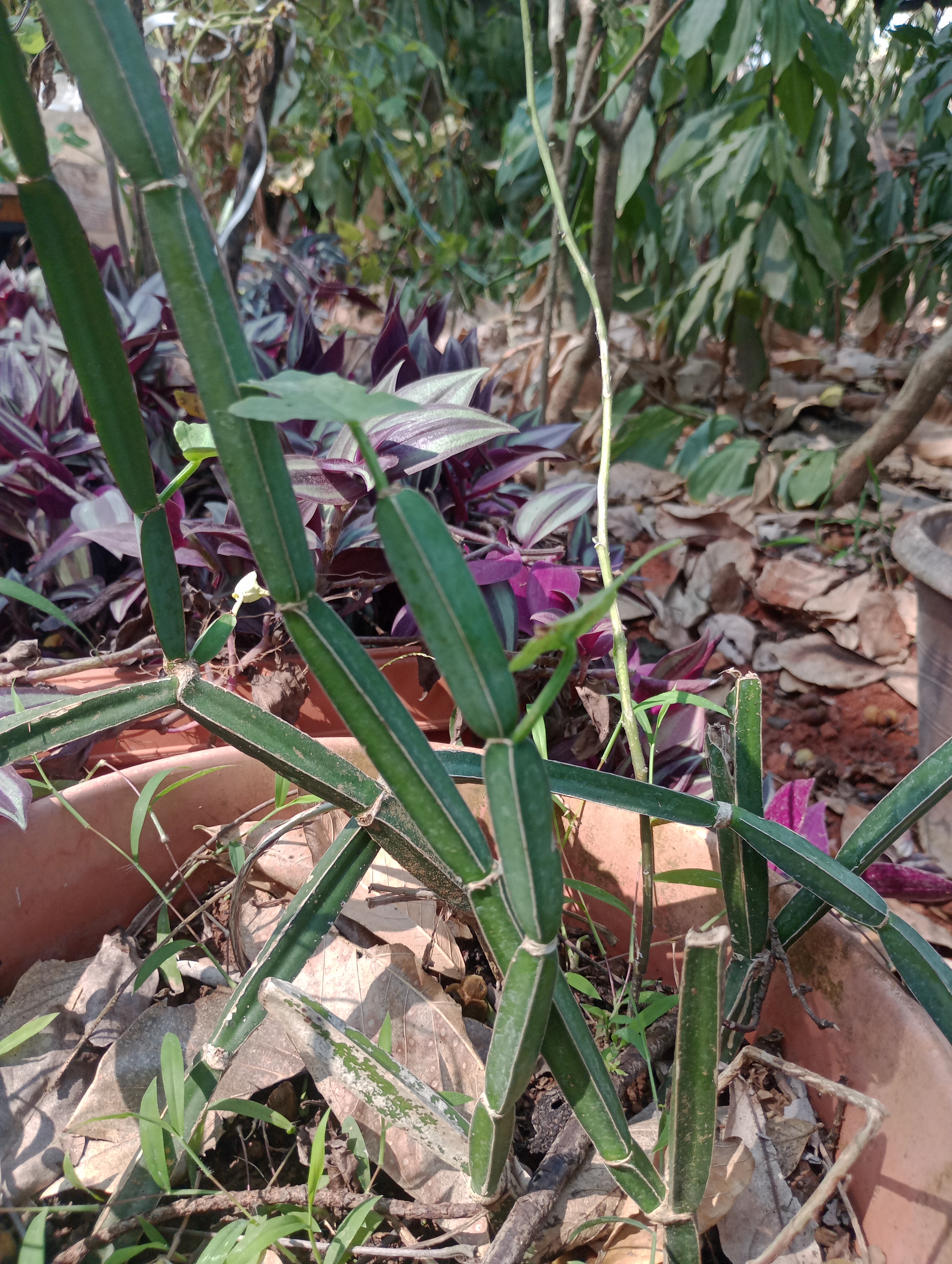 Cissus quadrangularis
