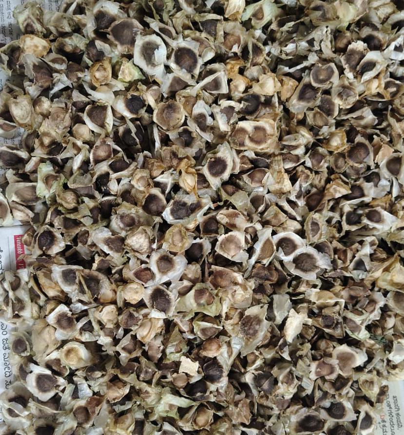 drumstick seeds